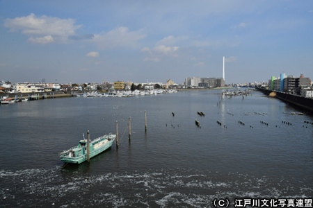 写真　白鳥が飛来する旧江戸川
