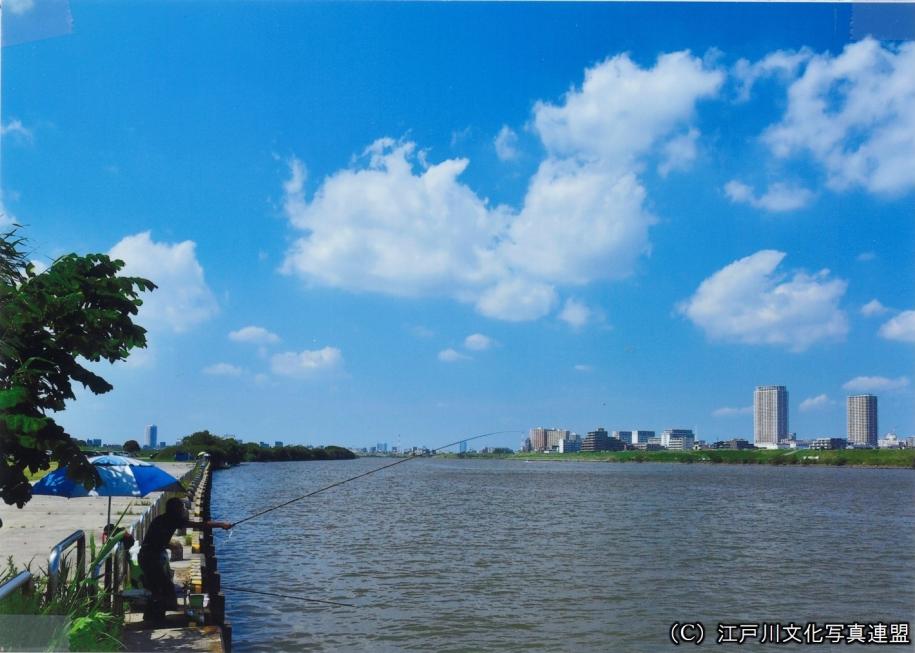 春を告げる鮎の遡上　江戸川