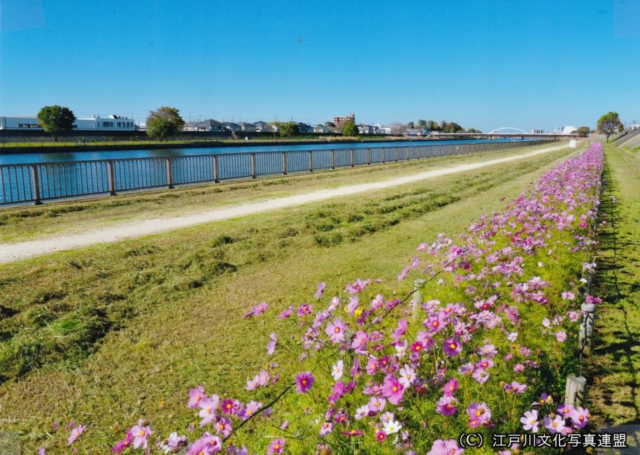 地域力　花咲きほこる新中川