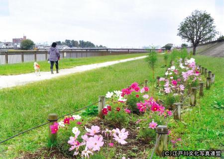 写真　地域力　花咲き誇る新中川1