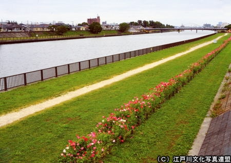 写真　地域力　花咲き誇る新中川