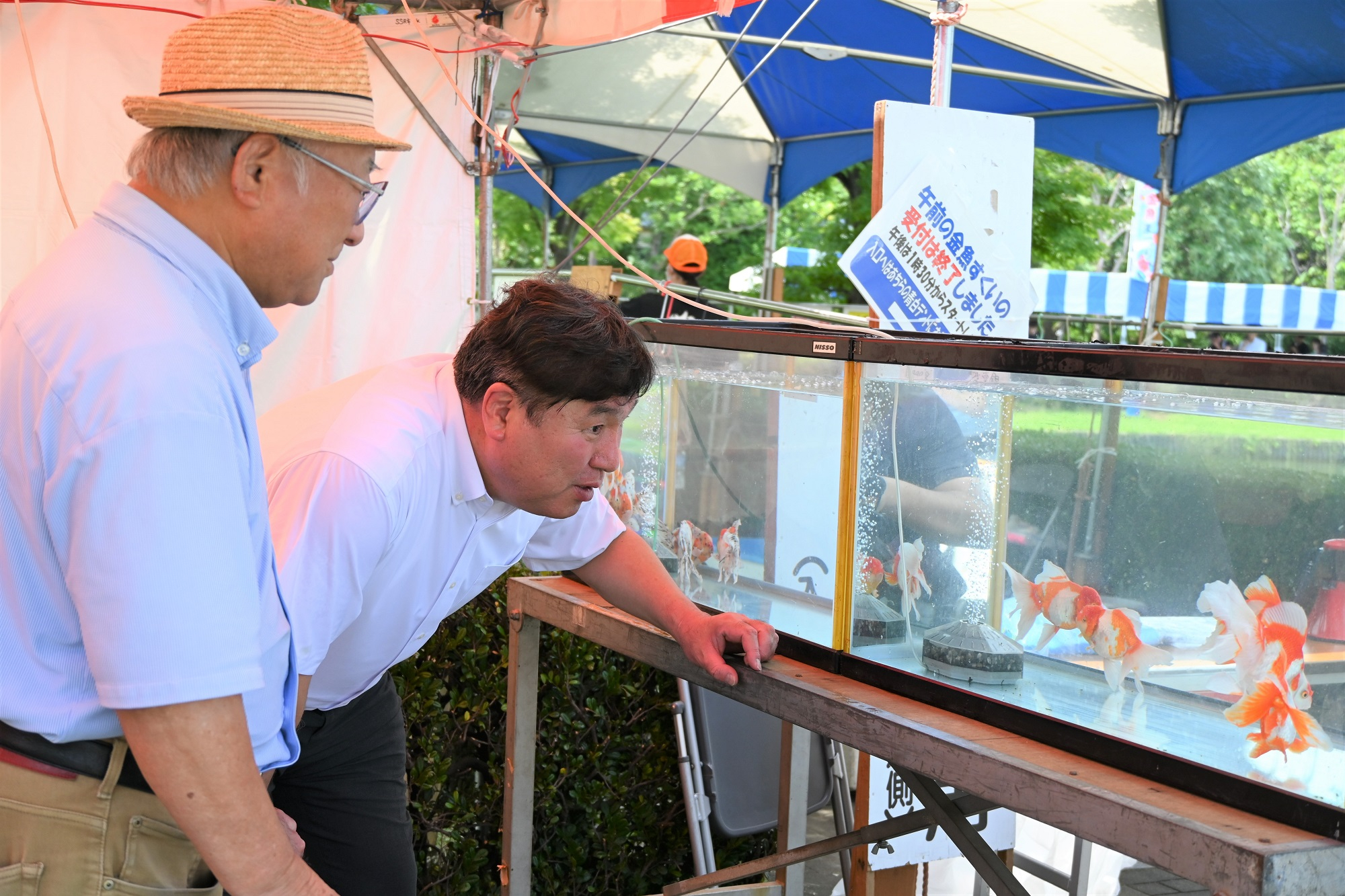金魚を観察する区長