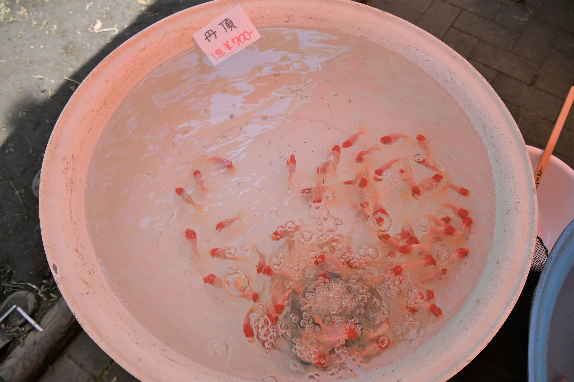 金魚まつりで販売されている金魚（丹頂）