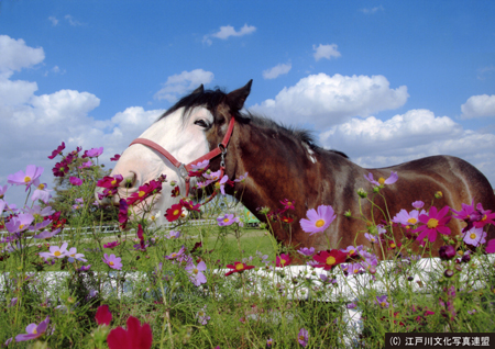 写真　乗馬体験　篠崎ポニーランド5