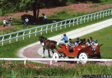 写真　乗馬体験　篠崎ポニーランド7