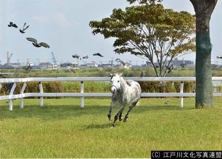 写真　乗馬体験　篠崎ポニーランド6