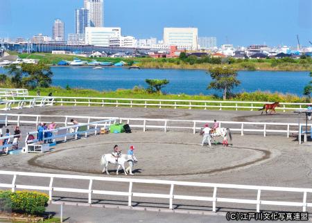 写真　乗馬体験　篠崎ポニーランド1