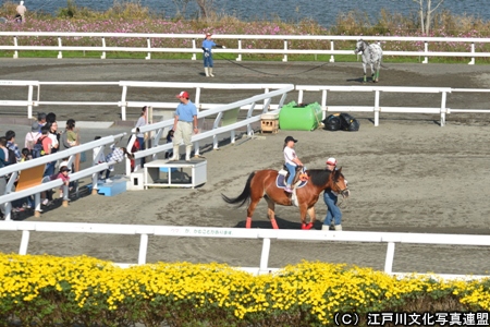 写真　乗馬体験　篠崎ポニーランド