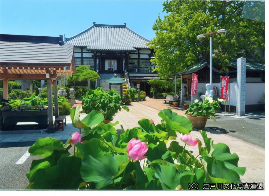 花のおもてなし　牡丹と蓮の圓勝院