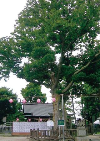 写真　空に広がる豊田神社のケヤキ6