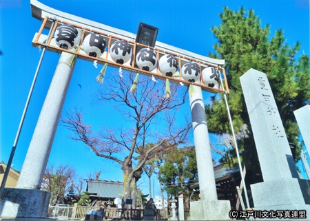 写真　空に広がる豊田神社のケヤキ3