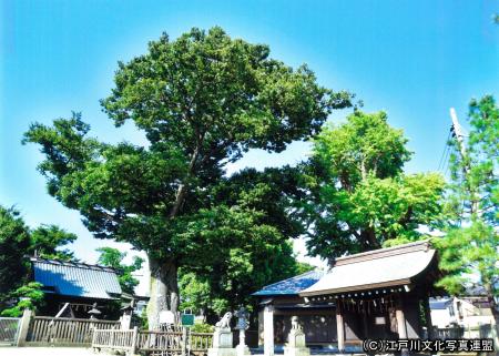 写真　空に広がる豊田神社のケヤキ1