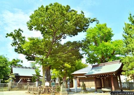 写真　空に広がる豊田神社のケヤキ2