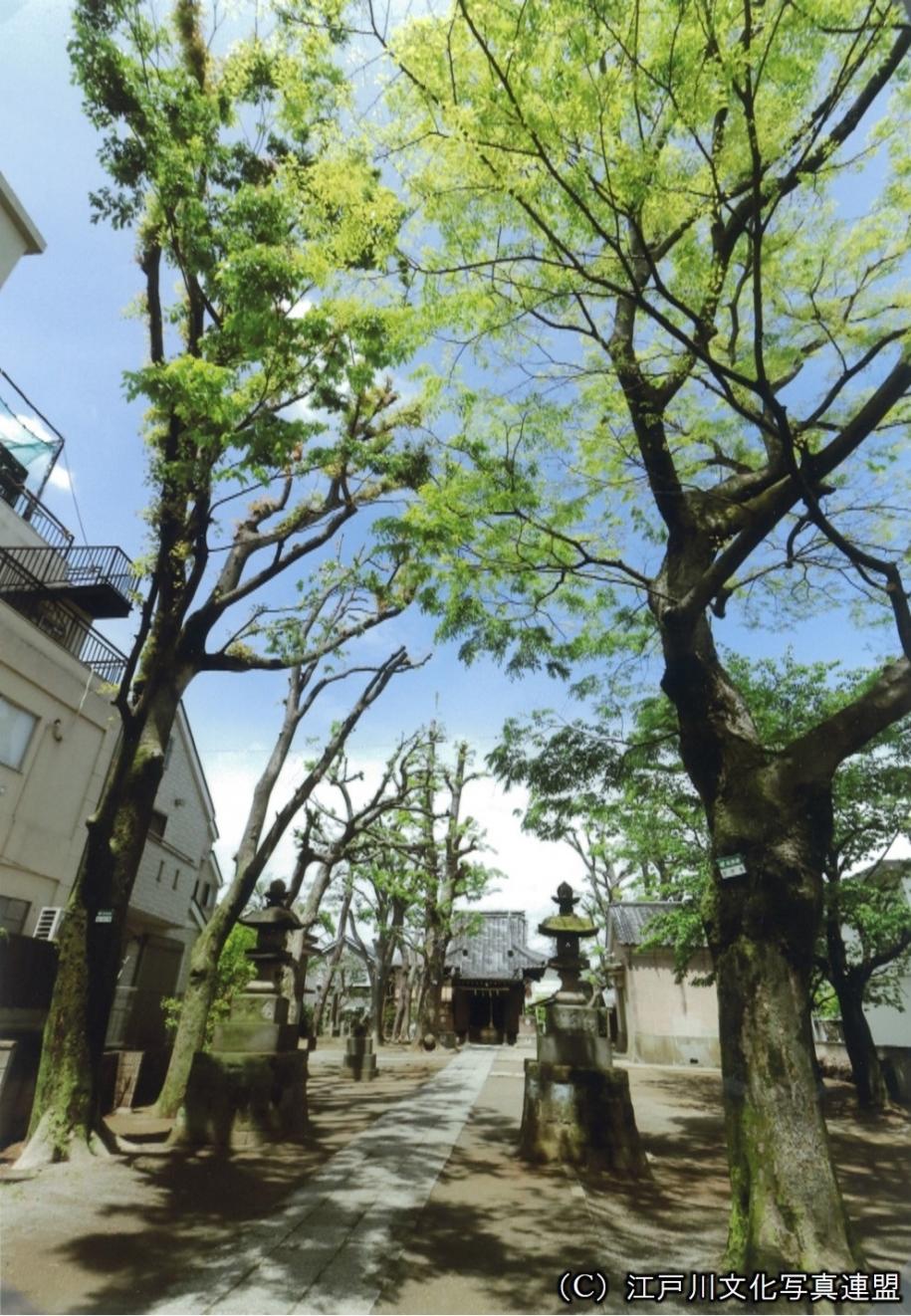 上小岩村の鎮守　上小岩天祖神社