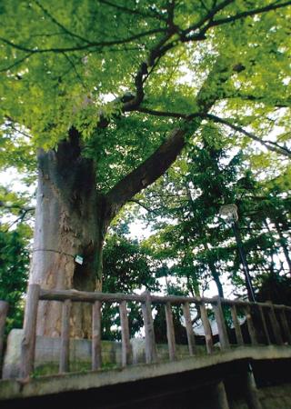 写真　古川の水面に映る二之江神社大ケヤキ5