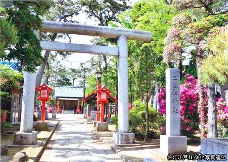 写真　古川の水面に映る二之江神社大ケヤキ2