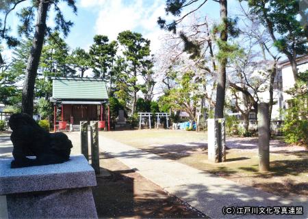 写真　古川の水面に映る二之江神社大ケヤキ1