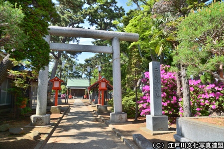 写真　古川の水面に映る　二之江神社の大ケヤキ