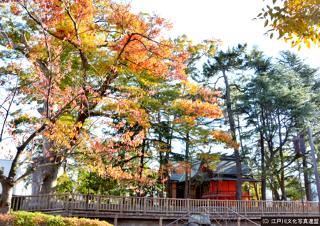 写真　古川の水面に映る二之江神社大ケヤキ3