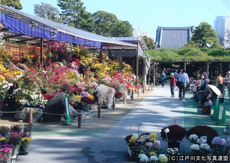 写真　繁茂面積日本一　善養寺影向の松4