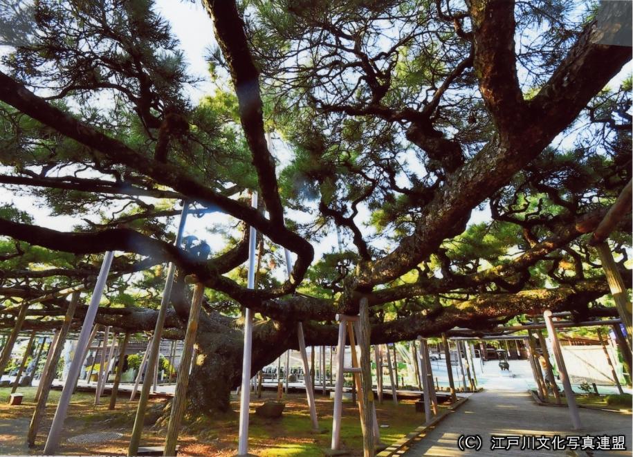 繁茂面積日本一　善養寺影向の松