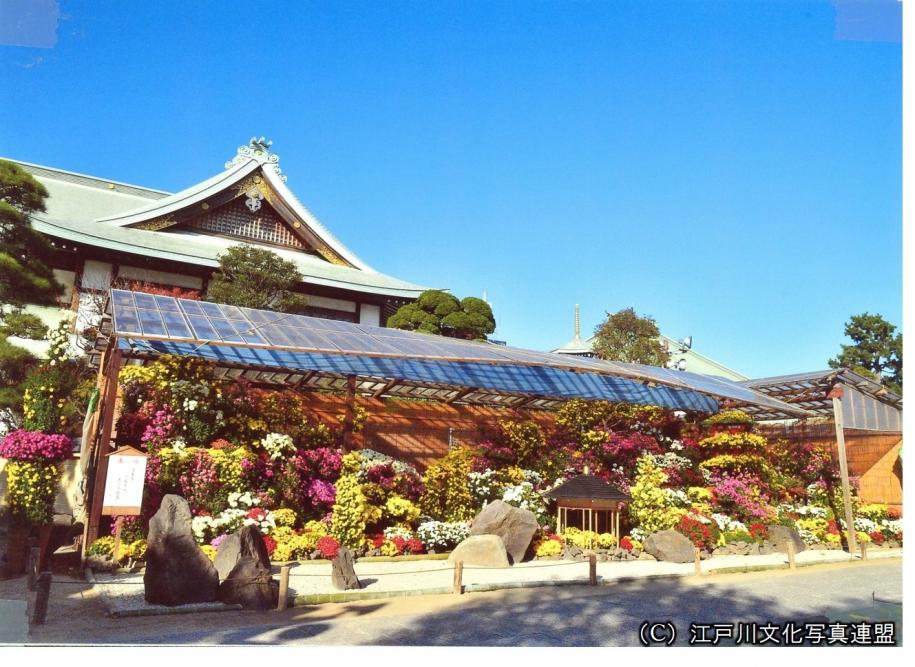 繋茂面積日本一 善養寺影向の松