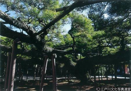 写真　繁茂面積日本一　善養寺影向の松7