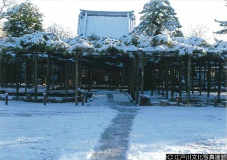 写真　繁茂面積日本一　善養寺影向の松8