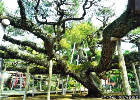 写真　繁茂面積日本一　善養寺影向の松1