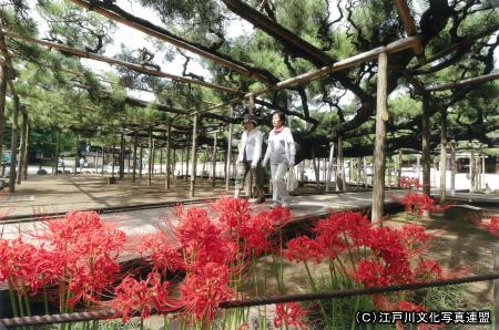 写真　繁茂面積日本一　善養寺影向の松2