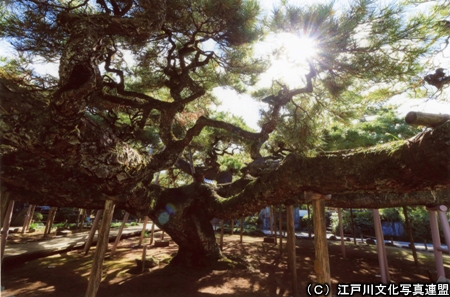 写真　繁茂面積日本一　善養寺影向の松