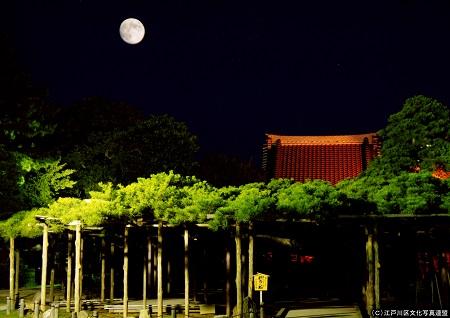 写真　繁茂面積日本一　善養寺影向の松3