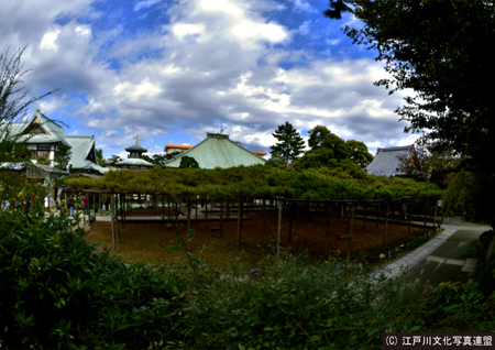 写真　繁茂面積日本一　善養寺影向の松5