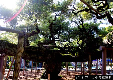 写真　繁茂面積日本一　善養寺影向の松6