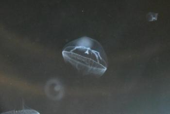 水中のワタゲクラゲ