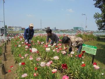 花の手入れの写真