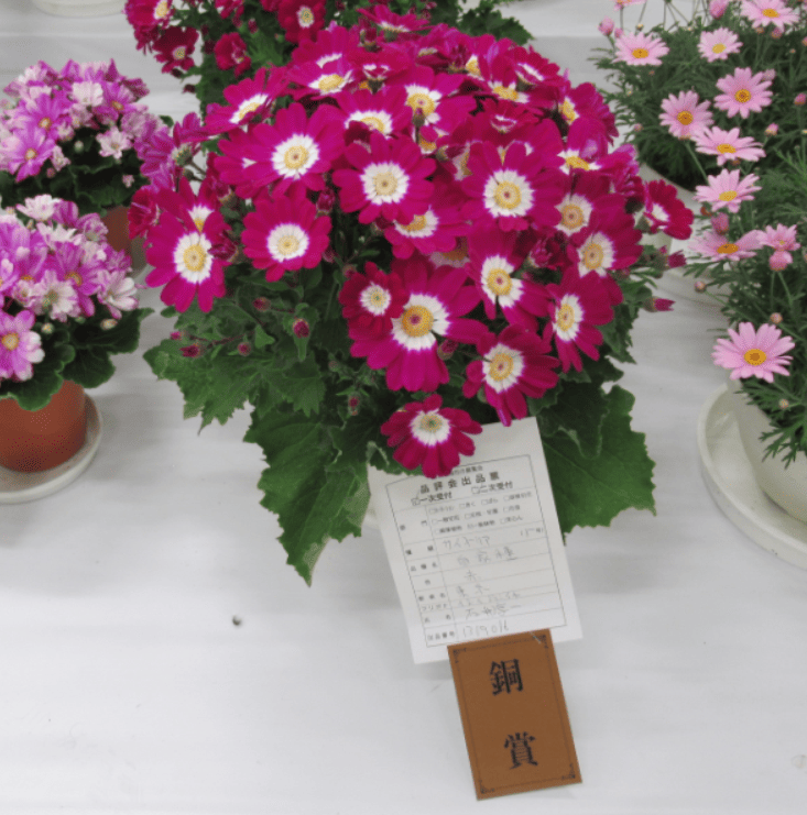 石井淳一さんのサイネリア