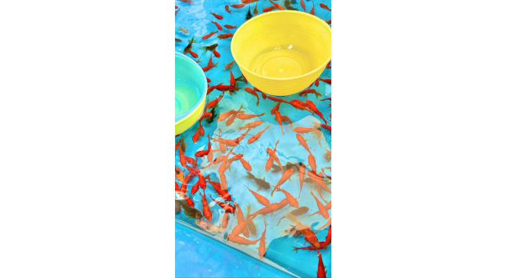 江戸川区特産金魚まつりの金魚の写真