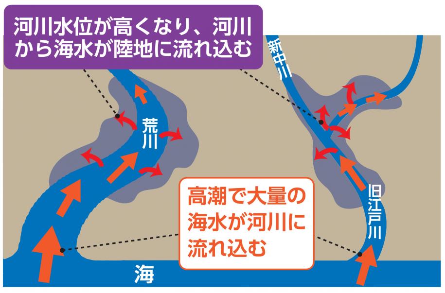 荒川と旧江戸川の図・河川水位が高くなり、河川から海水が陸地に流れ込む　高潮で大量の海水が河川に流れ込む