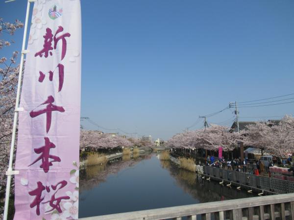 第11回新川千本桜まつり