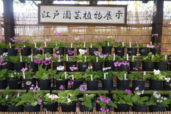 サクラソウ展