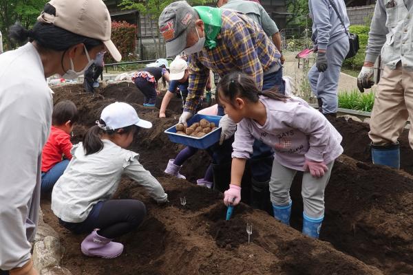 サトイモの植え付け