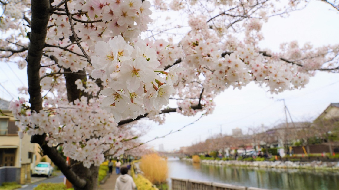 新川に咲く桜