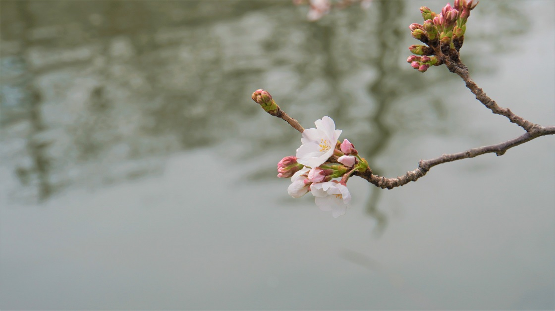 新川に咲くまだつぼみをつけている桜の花