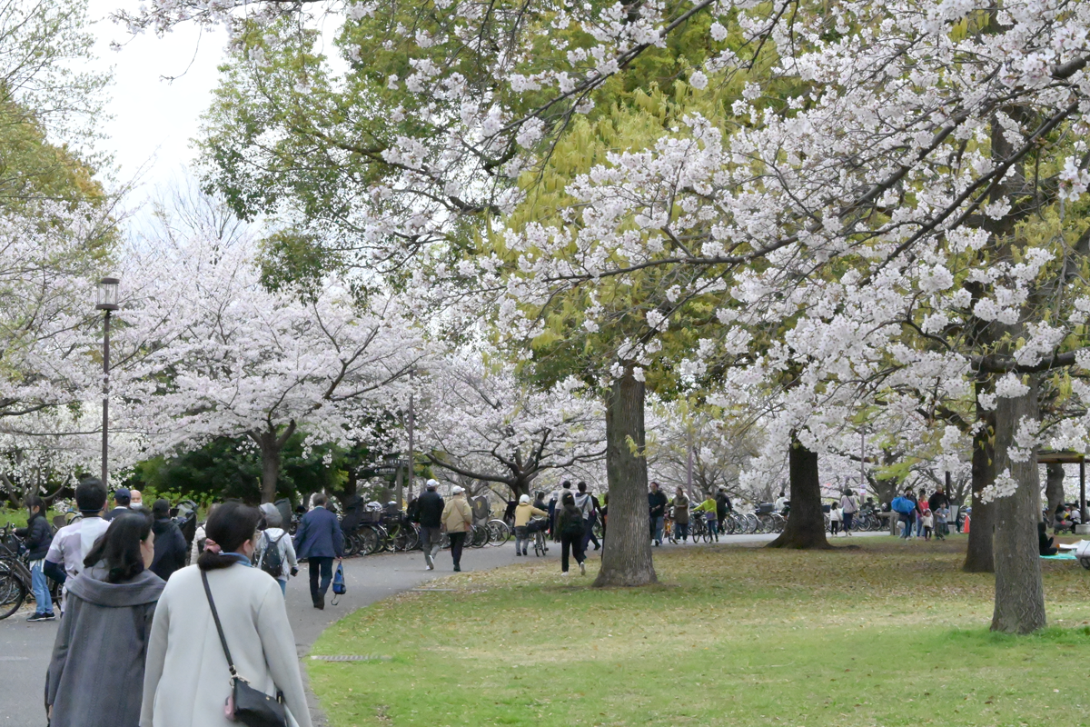桜が満開の様子
