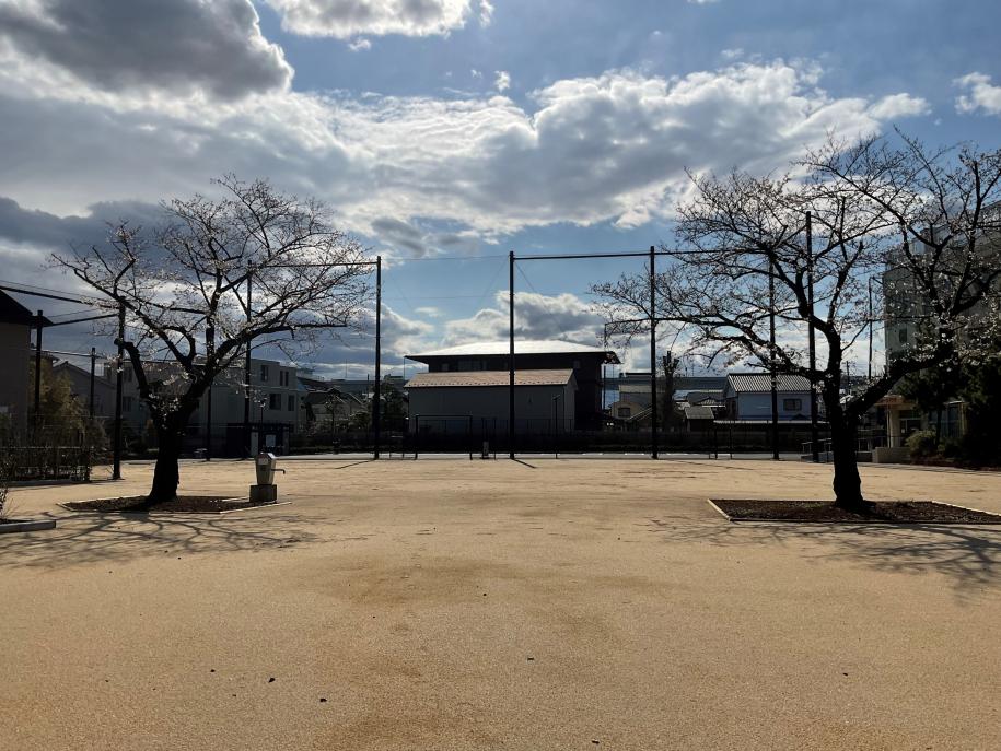 保存した桜とひろばの写真