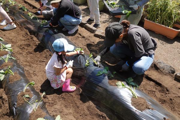 サツマイモの植え付け