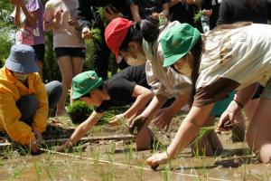 小学生たちが田植えを頑張る姿