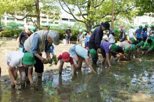 小学生たちが指導を受けながら田植え体験