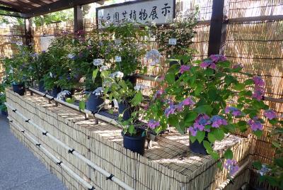あじさい展示